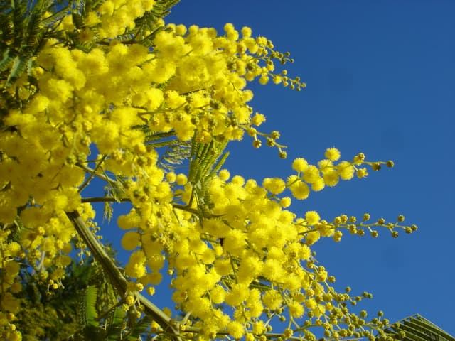 Le mimosa à Mandelieu